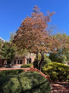 The leaves on the trees are changing to a red and orange color as Thanksgiving break approaches. 