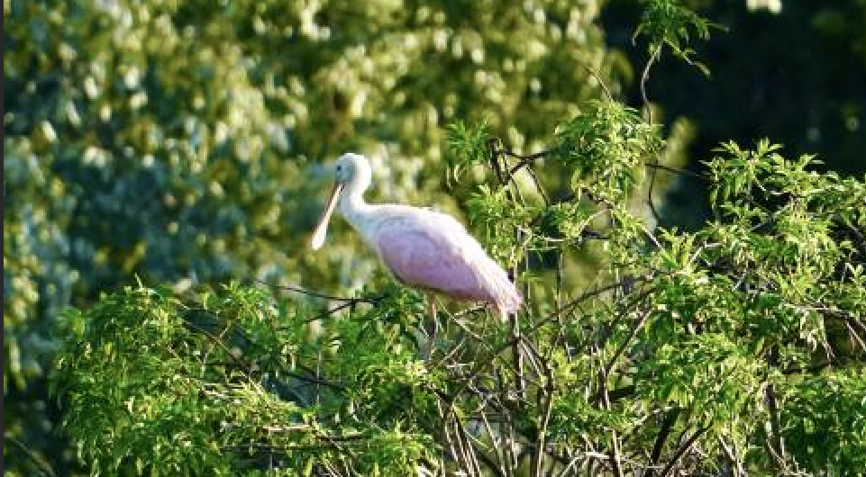 Photo of Roseate spoonbill